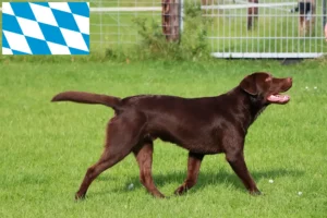 Lire la suite à propos de l’article Éleveurs de Labradors et chiots en Bavière