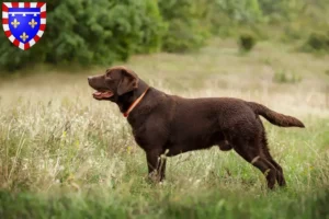 Lire la suite à propos de l’article Éleveurs de Labradors et chiots en Centre-Val de Loire