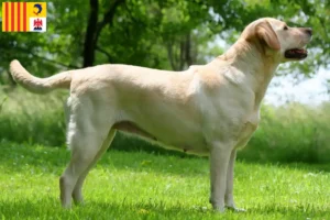 Lire la suite à propos de l’article Éleveurs de Labradors et chiots en Provence-Alpes-Côte d’Azur