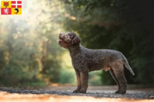 Lire la suite à propos de l’article Éleveurs de Lagotto Romagnolo et chiots en Auvergne-Rhône-Alpes