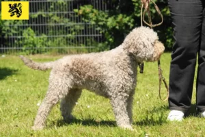 Lire la suite à propos de l’article Éleveurs de Lagotto Romagnolo et chiots en Flandre