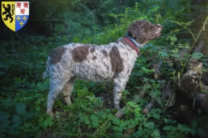 Lire la suite à propos de l’article Éleveurs de Lagotto Romagnolo et chiots en Hauts-de-France