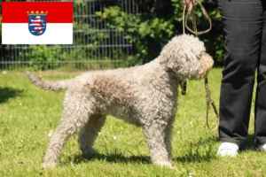 Lire la suite à propos de l’article Lagotto Romagnolo éleveurs et chiots en Hesse