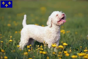 Lire la suite à propos de l’article Éleveurs de Lagotto Romagnolo et chiots en Île-de-France