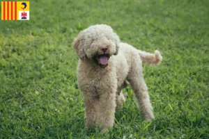 Lire la suite à propos de l’article Éleveurs de Lagotto Romagnolo et chiots en Provence-Alpes-Côte d’Azur