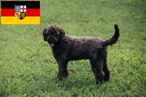 Lire la suite à propos de l’article Lagotto Romagnolo éleveurs et chiots en Sarre