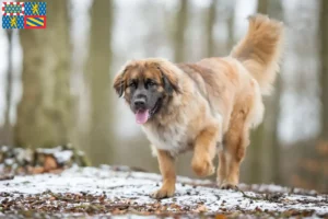 Lire la suite à propos de l’article Eleveurs de Leonberger et chiots en Bourgogne-Franche-Comté