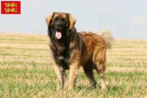 Lire la suite à propos de l’article Eleveurs de Leonberger et chiots en Normandie