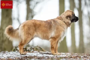 Lire la suite à propos de l’article Eleveurs de Leonberger et chiots en Occitanie