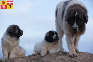 Lire la suite à propos de l’article Mastín del Pirineo Éleveurs et chiots en Auvergne-Rhône-Alpes