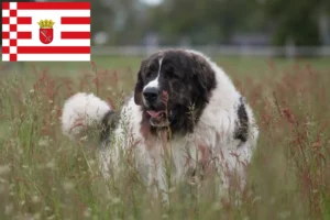 Lire la suite à propos de l’article Mastín del Pirineo Éleveurs et chiots à Brême