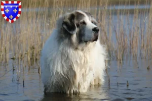 Lire la suite à propos de l’article Mastín del Pirineo Éleveurs et chiots en Centre-Val de Loire