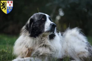 Lire la suite à propos de l’article Mastín del Pirineo Éleveurs et chiots en Hauts-de-France