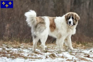 Lire la suite à propos de l’article Mastín del Pirineo Éleveurs et chiots en Île-de-France