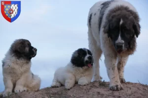 Lire la suite à propos de l’article Mastín del Pirineo Éleveurs et chiots en Pays de la Loire