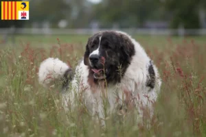 Lire la suite à propos de l’article Mastín del Pirineo éleveurs et chiots en Provence-Alpes-Côte d’Azur