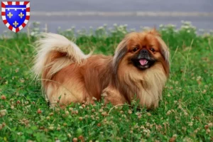 Lire la suite à propos de l’article Éleveurs de pékinois et chiots en Centre-Val de Loire