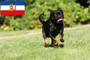 Lire la suite à propos de l’article Petit Brabançon Éleveurs et chiots dans le Schleswig-Holstein