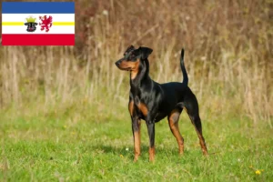 Lire la suite à propos de l’article Éleveurs de Pinscher allemands et chiots en Mecklembourg-Poméranie occidentale