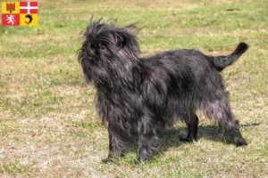 Lire la suite à propos de l’article Éleveurs de Pinscher et chiots en Auvergne-Rhône-Alpes