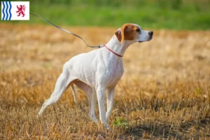 Lire la suite à propos de l’article Éleveurs de Pointers anglais et chiots en Nouvelle-Aquitaine