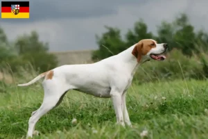 Lire la suite à propos de l’article Pointer anglais éleveurs et chiots en Sarre