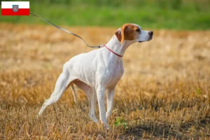 Lire la suite à propos de l’article Pointer anglais éleveurs et chiots en Thuringe