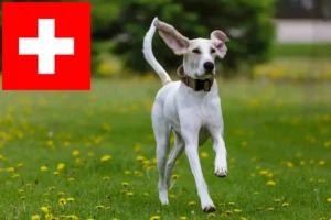 Lire la suite à propos de l’article Éleveurs de Porcelaine et chiots en Suisse