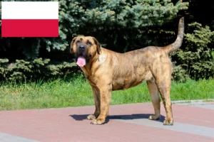 Lire la suite à propos de l’article Presa Canario éleveurs et chiots en Pologne