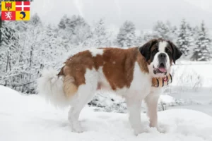 Lire la suite à propos de l’article Éleveurs de Saint-Bernard et chiots en Auvergne-Rhône-Alpes