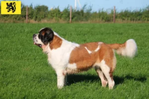 Lire la suite à propos de l’article Éleveurs de Saint-Bernard et chiots en Flandre