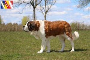 Lire la suite à propos de l’article Éleveurs de Saint-Bernard et chiots en Grand Est