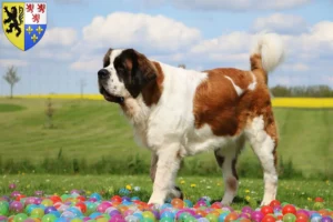 Lire la suite à propos de l’article Éleveurs de Saint-Bernard et chiots en Hauts-de-France