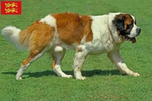 Lire la suite à propos de l’article Éleveurs de Saint-Bernard et chiots en Normandie