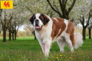 Lire la suite à propos de l’article Éleveurs de Saint-Bernard et chiots en Région wallonne