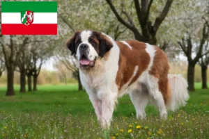 Lire la suite à propos de l’article Éleveurs de Saint-Bernard et chiots en Rhénanie-du-Nord-Westphalie