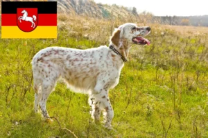 Lire la suite à propos de l’article Éleveurs de setter anglais et chiots en Basse-Saxe