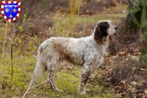 Lire la suite à propos de l’article Éleveurs de Setter anglais et chiots en Centre-Val de Loire