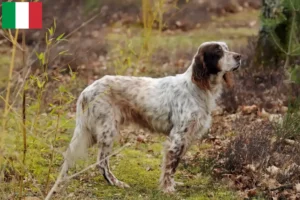 Lire la suite à propos de l’article Éleveurs de setter anglais et chiots en Italie