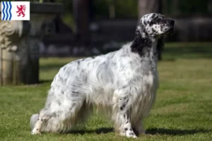 Lire la suite à propos de l’article Éleveurs de setter anglais et chiots en Nouvelle-Aquitaine