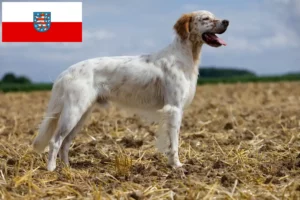 Lire la suite à propos de l’article Éleveurs de Setter anglais et chiots en Thuringe