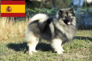 Lire la suite à propos de l’article Éleveurs de spitz et chiots en Espagne