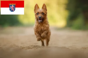 Lire la suite à propos de l’article Éleveurs de terriers australiens et chiots en Hesse