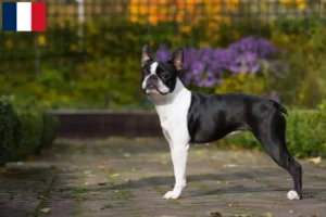 Lire la suite à propos de l’article Éleveurs de Boston terriers et chiots à la Réunion