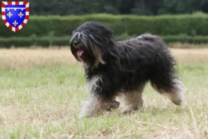 Lire la suite à propos de l’article Éleveurs de Terriers du Tibet et chiots en Centre-Val de Loire