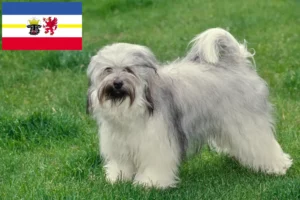 Lire la suite à propos de l’article Terrier du Tibet éleveurs et chiots dans le Mecklembourg-Poméranie occidentale