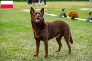 Lire la suite à propos de l’article Éleveurs de kelpies australiens et chiots en Pologne