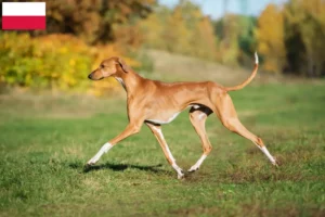 Lire la suite à propos de l’article Éleveurs d’Azawakh et chiots en Pologne