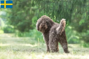 Lire la suite à propos de l’article Éleveurs de barbets et chiots en Suède