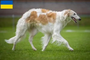 Lire la suite à propos de l’article Éleveurs de Barsoi et chiots en Ukraine